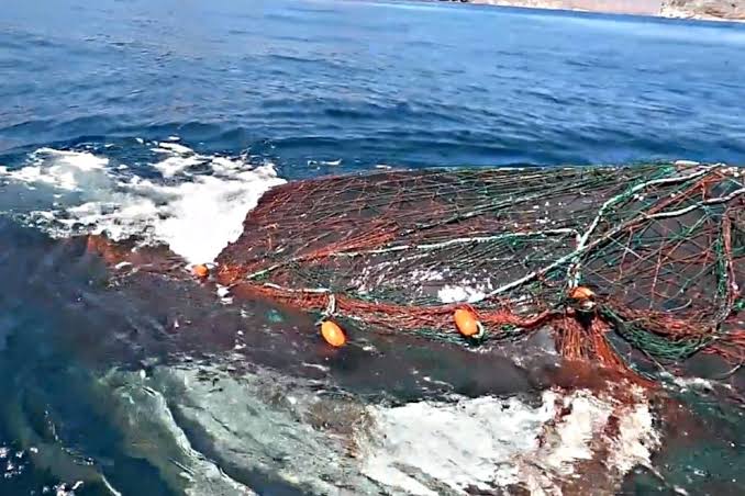 Profepa rescata ballena en Baja California Sur.