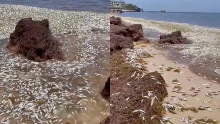 Reporte de peces muertos en Puerto Morelos, Quintana Roo.