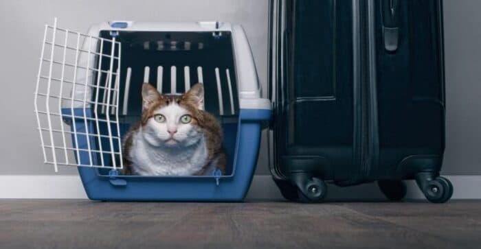Nuevos requisitos para viajar con mascota de EU a México.