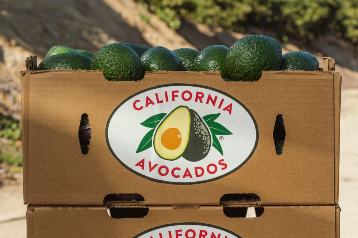 Productores de California piden aranceles al aguacate mexicano.