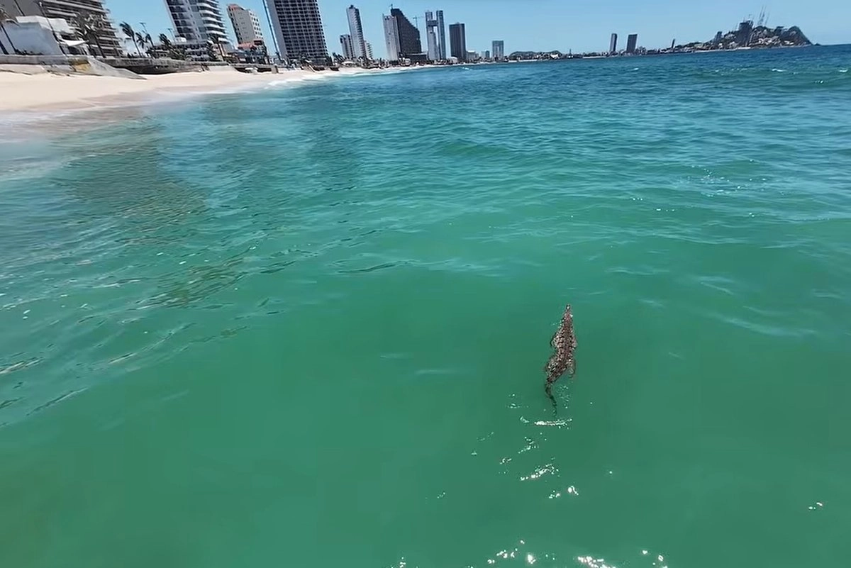 Restringen acceso a playas en Mazatlán por presencia de cocodrilo.