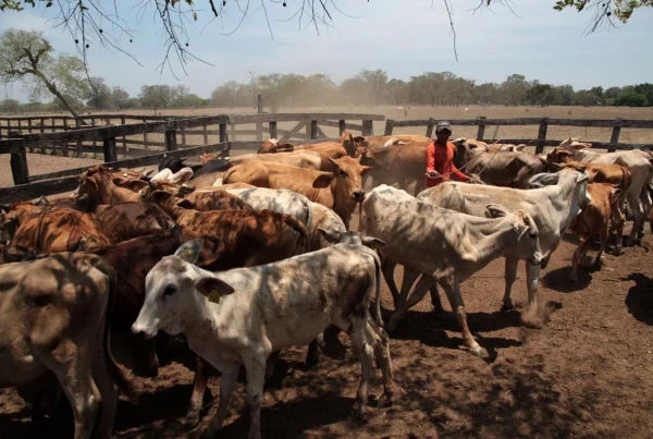 Se frena exportación de ganado en Agua Prieta por temas técnicos.