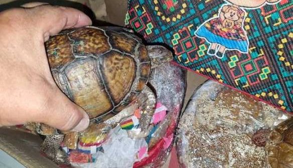 Semarnat se pronuncia sobre exportación de tortugas.