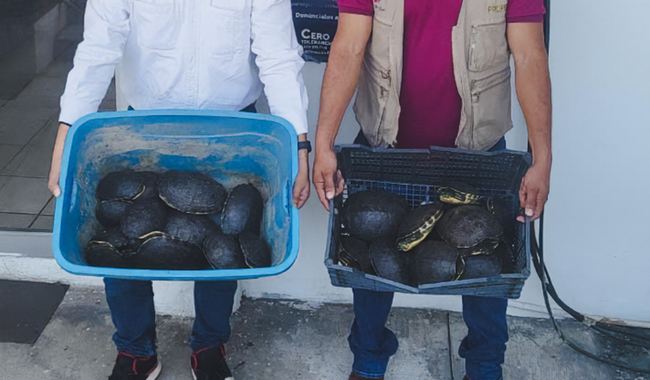 Detienen a dos personas por tráfico de tortugas y cocodrilos en Tabasco.