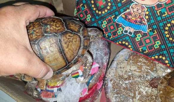 Semarnat se pronuncia sobre exportación de tortugas.