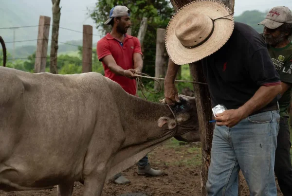 Confirman primer caso de gusano barrenador en humano, en Durango.