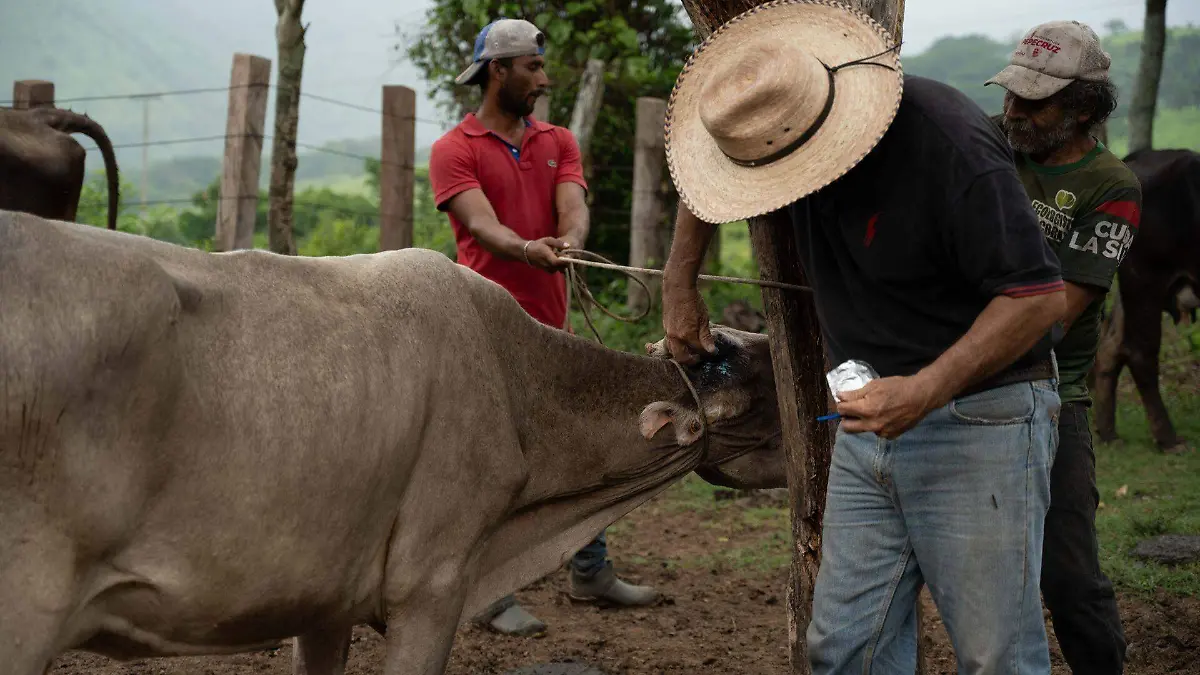 Confirman primer caso de gusano barrenador en humano, en Durango.