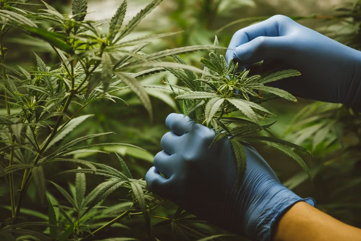 Por primera vez, la DEA otorga autorizaciones para dispensarios de cannabis.