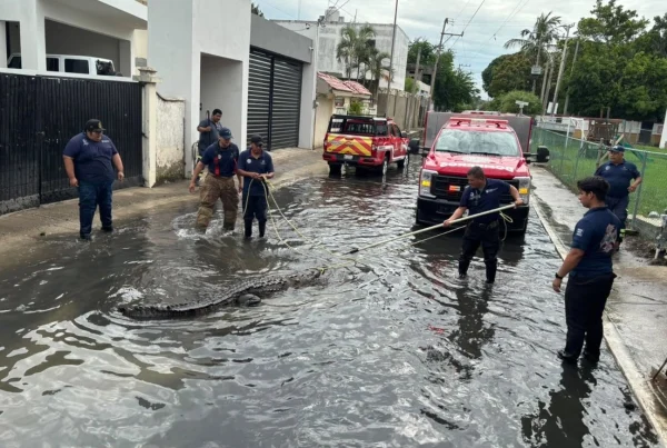 Autoridades alertan ante presencia de cocodrilos en zonas de Ciudad Madero ante lluvias e inundaciones.