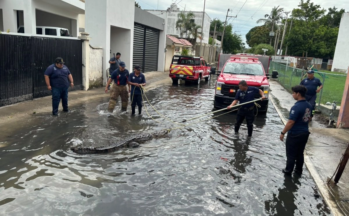 Autoridades alertan ante presencia de cocodrilos en zonas de Ciudad Madero ante lluvias e inundaciones.