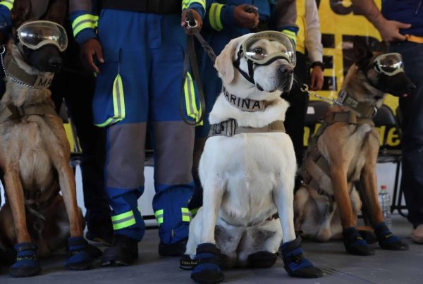 Semar celebra aniversario del Plan Marina y reconoce a binomios caninos.