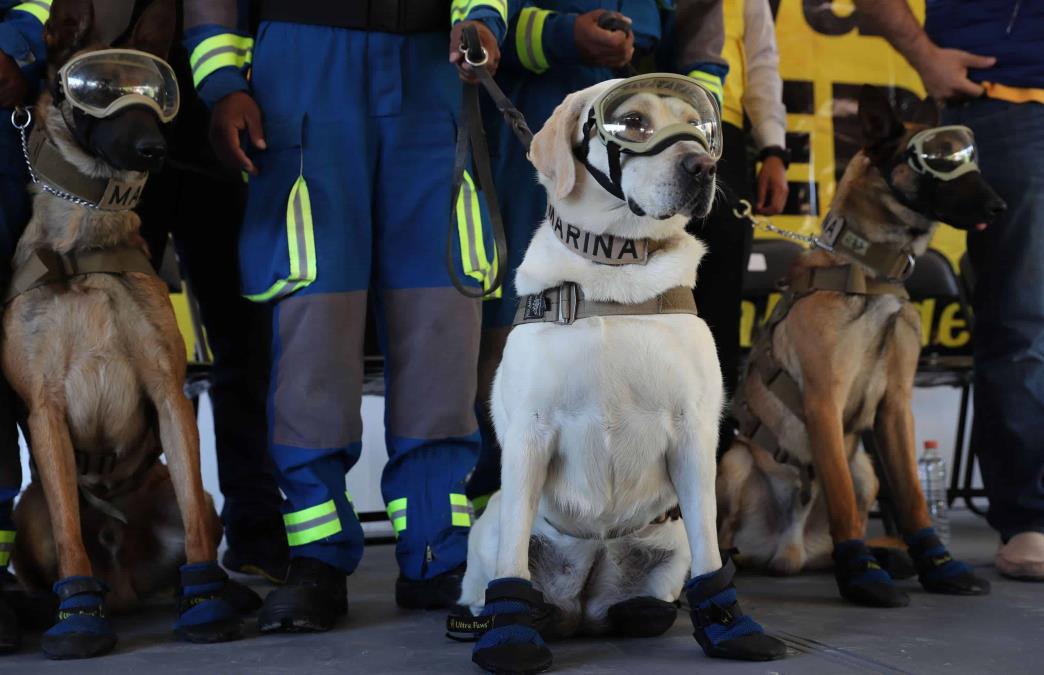 Semar celebra aniversario del Plan Marina y reconoce a binomios caninos.